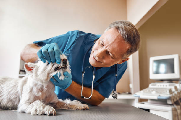 Best Weekend Emergency Dentist in Belle Chasse, LA